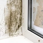 mold removal milford, mold cleanup milford, mold damage milford